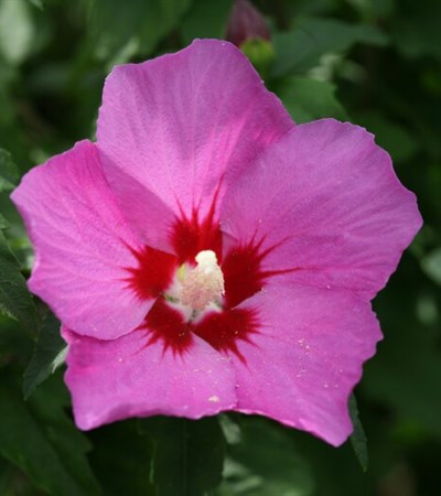 Rose of Sharon Lil' Kim® Violet